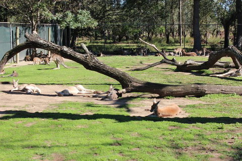 Lone Pine Koala Sanctuary Admission With Brisbane River Cruise - Accommodation Bookings 12