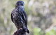 Lone Pine Koala Sanctuary Admission With Brisbane River Cruise - thumb 11