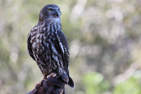 Lone Pine Koala Sanctuary Admission With Brisbane River Cruise - Accommodation Bookings 11