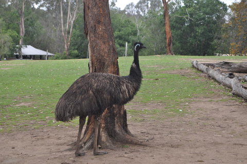 Lone Pine Koala Sanctuary Admission With Brisbane River Cruise - Accommodation Bookings 5