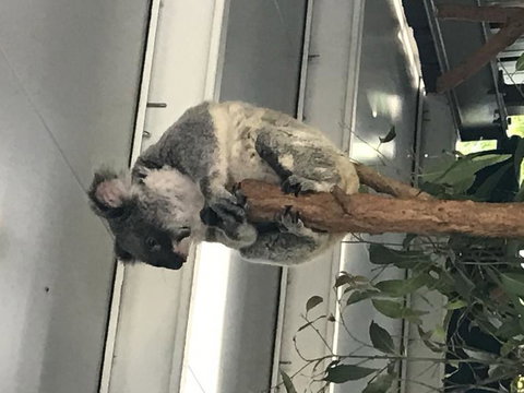 Lone Pine Koala Sanctuary Admission With Brisbane River Cruise - Accommodation Bookings 20