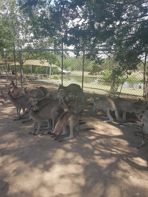 Lone Pine Koala Sanctuary Admission With Brisbane River Cruise - Accommodation Bookings 18