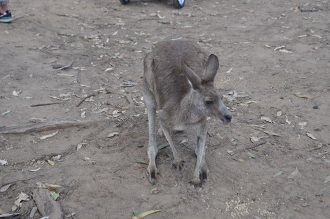 Lone Pine Koala Sanctuary Admission With Brisbane River Cruise - Accommodation Bookings 3