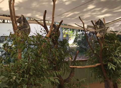 Lone Pine Koala Sanctuary Admission With Brisbane River Cruise - Accommodation Bookings 16