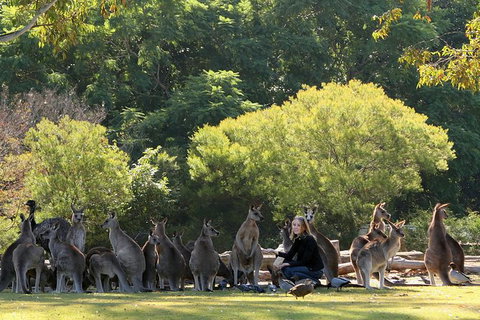 Lone Pine Koala Sanctuary Admission With Brisbane River Cruise - Accommodation Bookings 27