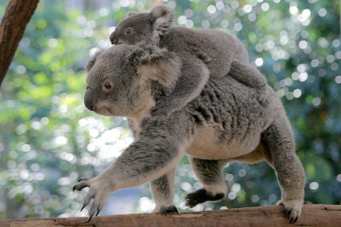 Lone Pine Koala Sanctuary Admission With Brisbane River Cruise - Accommodation Bookings 30