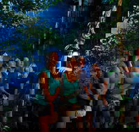Daintree Rainforest Night Walk from Cape Tribulation - Accommodation Bookings