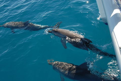 Fraser Island & Dolphin Sailing Adventure - Accommodation Bookings 0