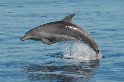Fraser Island & Dolphin Sailing Adventure - Accommodation Bookings 4