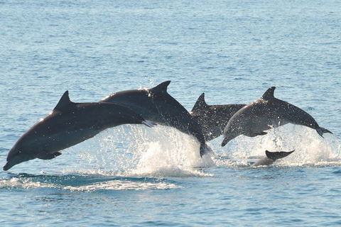 Fraser Island & Dolphin Sailing Adventure - Accommodation Bookings 5