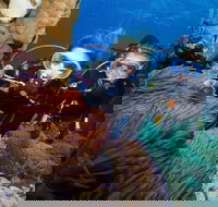 Quicksilver Dive 4 Day PADI Learn to Dive Course - Accommodation Bookings