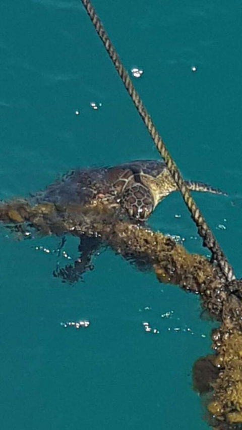 Wavedancer Low Isles Great Barrier Reef Sailing Cruise From Port Douglas - Accommodation Bookings 5