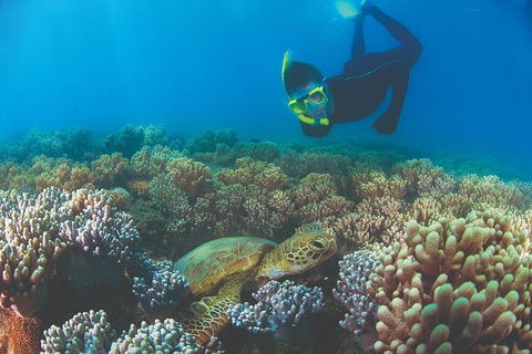 Wavedancer Low Isles Great Barrier Reef Sailing Cruise From Port Douglas - Accommodation Bookings 14