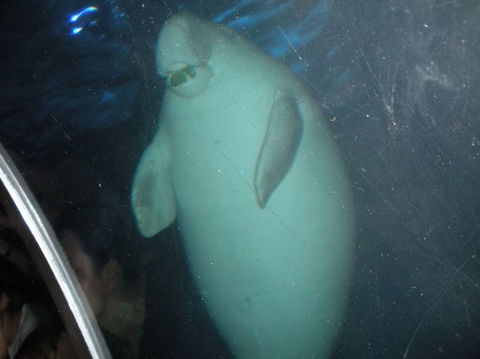 Quicksilver Outer Great Barrier Reef Snorkel Cruise From Palm Cove - Accommodation Bookings 4