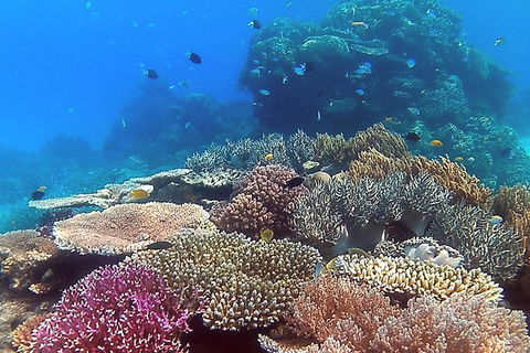Great Barrier Reef Dive And Snorkel Cruise From Mission Beach - Accommodation Bookings 4