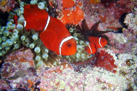 Great Barrier Reef Dive And Snorkel Cruise From Mission Beach - Accommodation Bookings 6