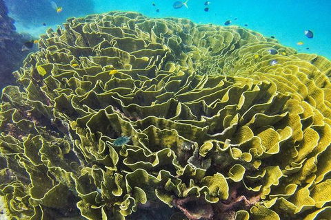 Great Barrier Reef Dive And Snorkel Cruise From Mission Beach - Accommodation Bookings 5