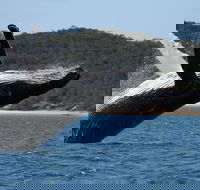 Hervey Bay Ultimate Whale Watching Cruise - Accommodation Bookings