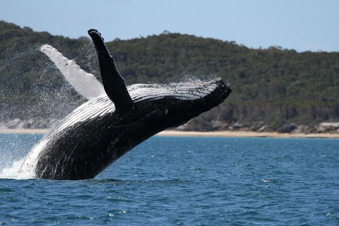 Hervey Bay Ultimate Whale Watching Cruise - Accommodation Bookings 0