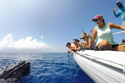 Hervey Bay Ultimate Whale Watching Cruise - Accommodation Bookings 1