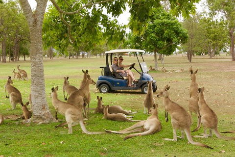 Small-Group Wildlife And Rainforest Tour From Port Douglas - Accommodation Bookings 0