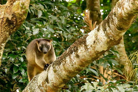 Small-Group Wildlife And Rainforest Tour From Port Douglas - Accommodation Bookings 1
