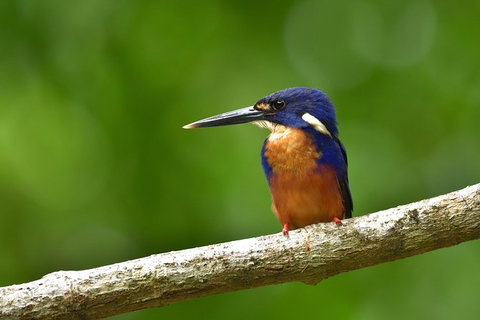 Daintree River Dawn Cruise - Accommodation Bookings 0
