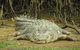 Daintree River Dawn Cruise - thumb 1