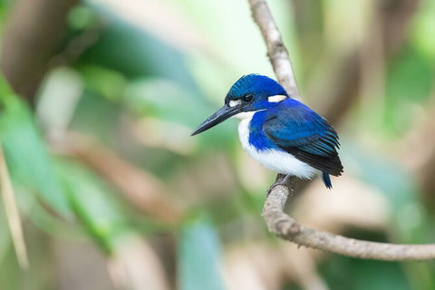 Daintree River Dawn Cruise - Accommodation Bookings 12