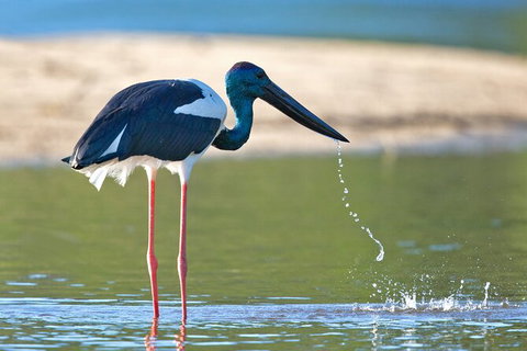 Daintree River Dawn Cruise - Accommodation Bookings 6