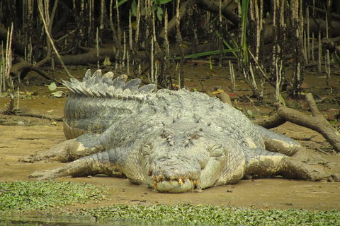 Daintree River Dawn Cruise - Accommodation Bookings 13