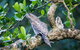 Daintree River Dawn Cruise - thumb 4
