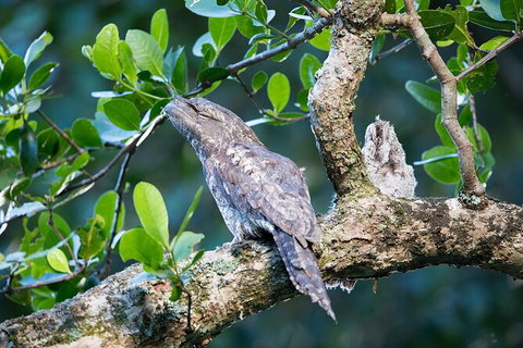 Daintree River Dawn Cruise - Accommodation Bookings 4