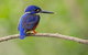Daintree River Dawn Cruise - thumb 7