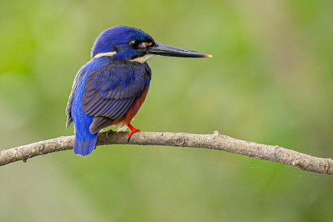 Daintree River Dawn Cruise - Accommodation Bookings 7