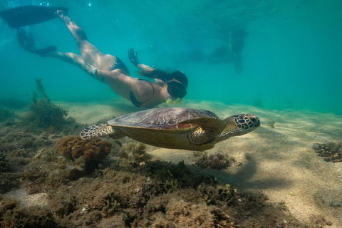 Half Day Low Isles Snorkelling Tour From Port Douglas - Accommodation Bookings 6