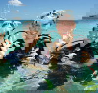 Ocean Spirit Michaelmas Cay Dive and Snorkel Cruise from Palm Cove - Accommodation Bookings