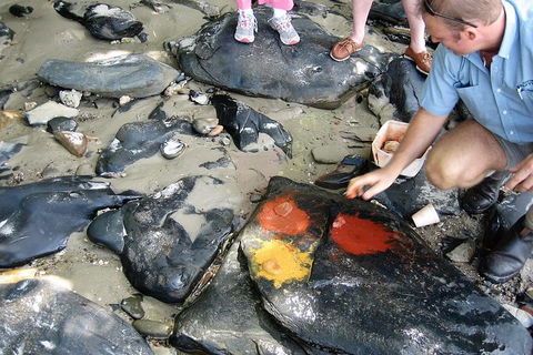 Private Daintree Wanderer Tour - Accommodation Bookings 6