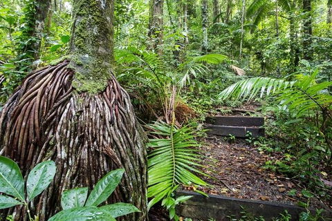 Whitsundays Tropical Rainforest, Waterfalls And Airlie Beach Eco Experience - Accommodation Bookings 7