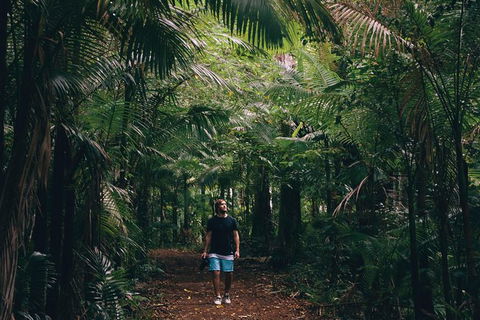 Whitsundays Tropical Rainforest, Waterfalls And Airlie Beach Eco Experience - Accommodation Bookings 5