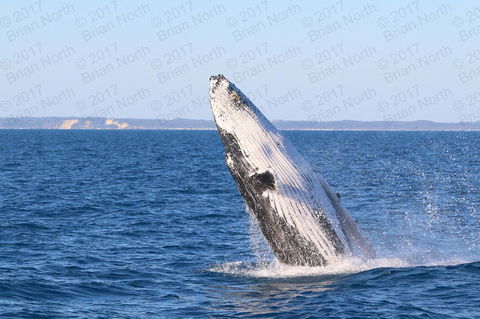 Hervey Bay Whale Watching Cruise - Accommodation Bookings 2