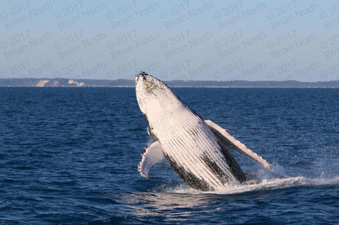 Hervey Bay Whale Watching Cruise - Accommodation Bookings 3
