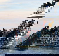 Hervey Bay Whale Watching Cruise - Accommodation Bookings