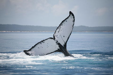 Hervey Bay Whale Watching Cruise - Accommodation Bookings 11