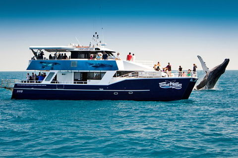 Hervey Bay Whale Watching Cruise - Accommodation Bookings 7