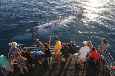 Hervey Bay Whale Watching Cruise - Accommodation Bookings 6