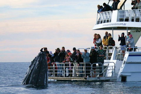 Hervey Bay Whale Watching Cruise - Accommodation Bookings 4