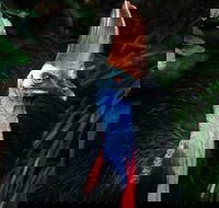 Wildlife Habitat Port Douglas - Accommodation Bookings