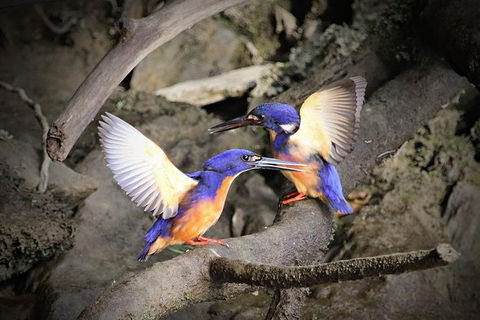 Daintree River Sunset Cruise - Accommodation Bookings 3