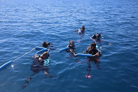 Hervey Bay Whale Swim And Watch - Accommodation Bookings 1